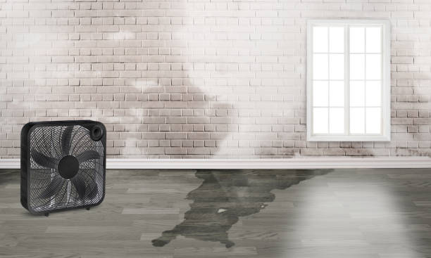 Best Ceiling water damage repair  in Dakota Dunes, SD